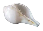 conch-sankha